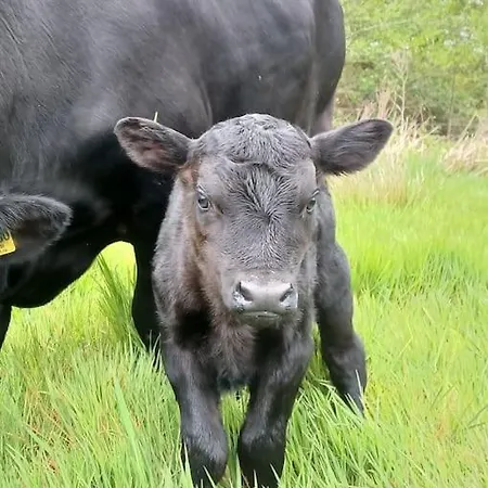 Komfortabel Feriegard Naer