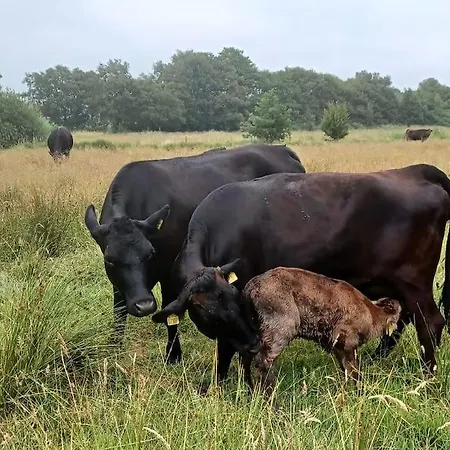 Komfortabel Feriegard Naer *